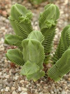 Crassula piramidalis-foto net